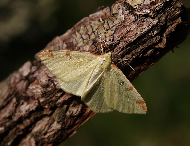 Opisthograptis luteolata